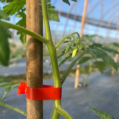 APARAT LEGAT VITA DE VIE, LEGUME, POMI FRUCTIFERI ROLE SI CAPSE INCLUSE